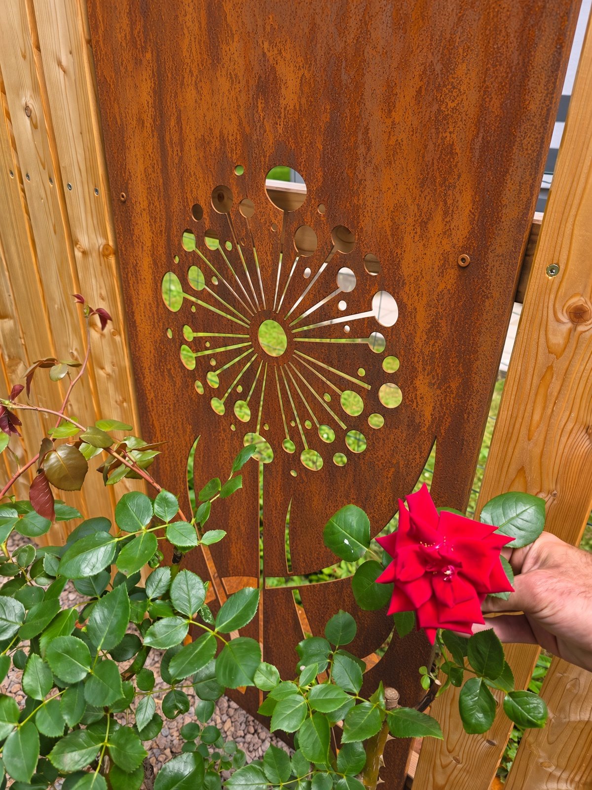 Sichtschutz aus Cortenstahl mit Pusteblumen-Motiv im Garten